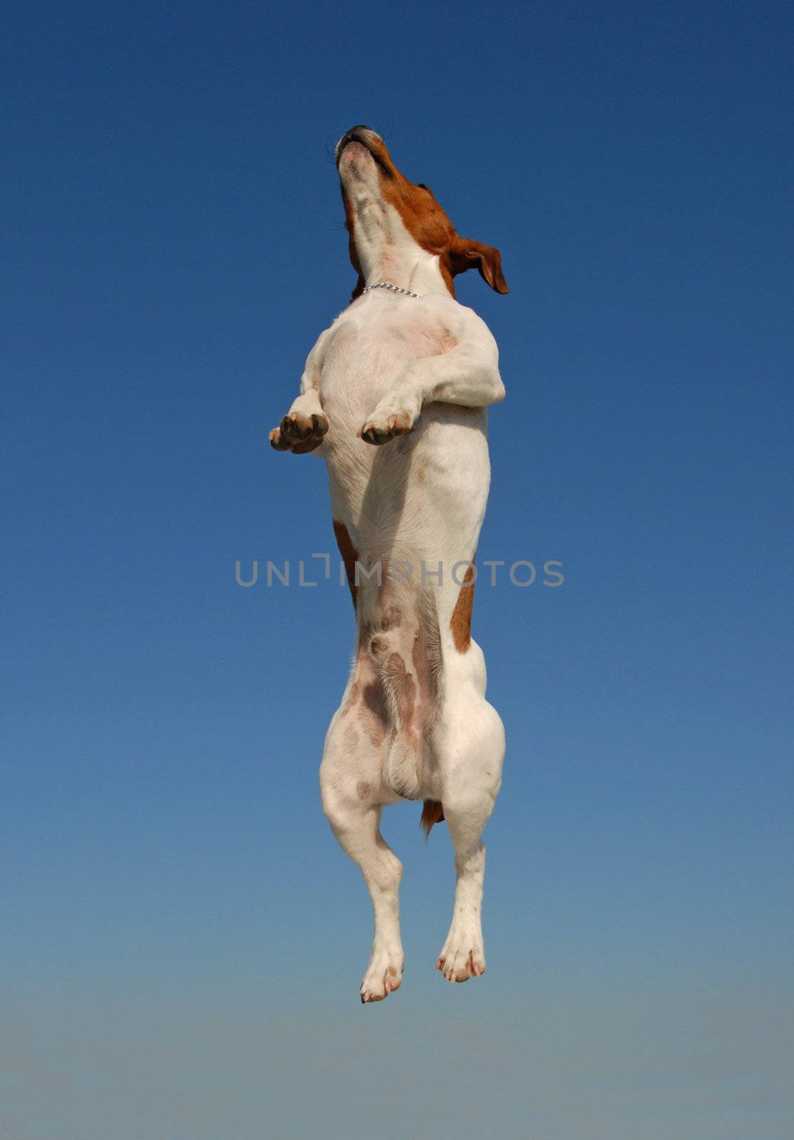 jumping purebred jack russel terrier in a blue sky