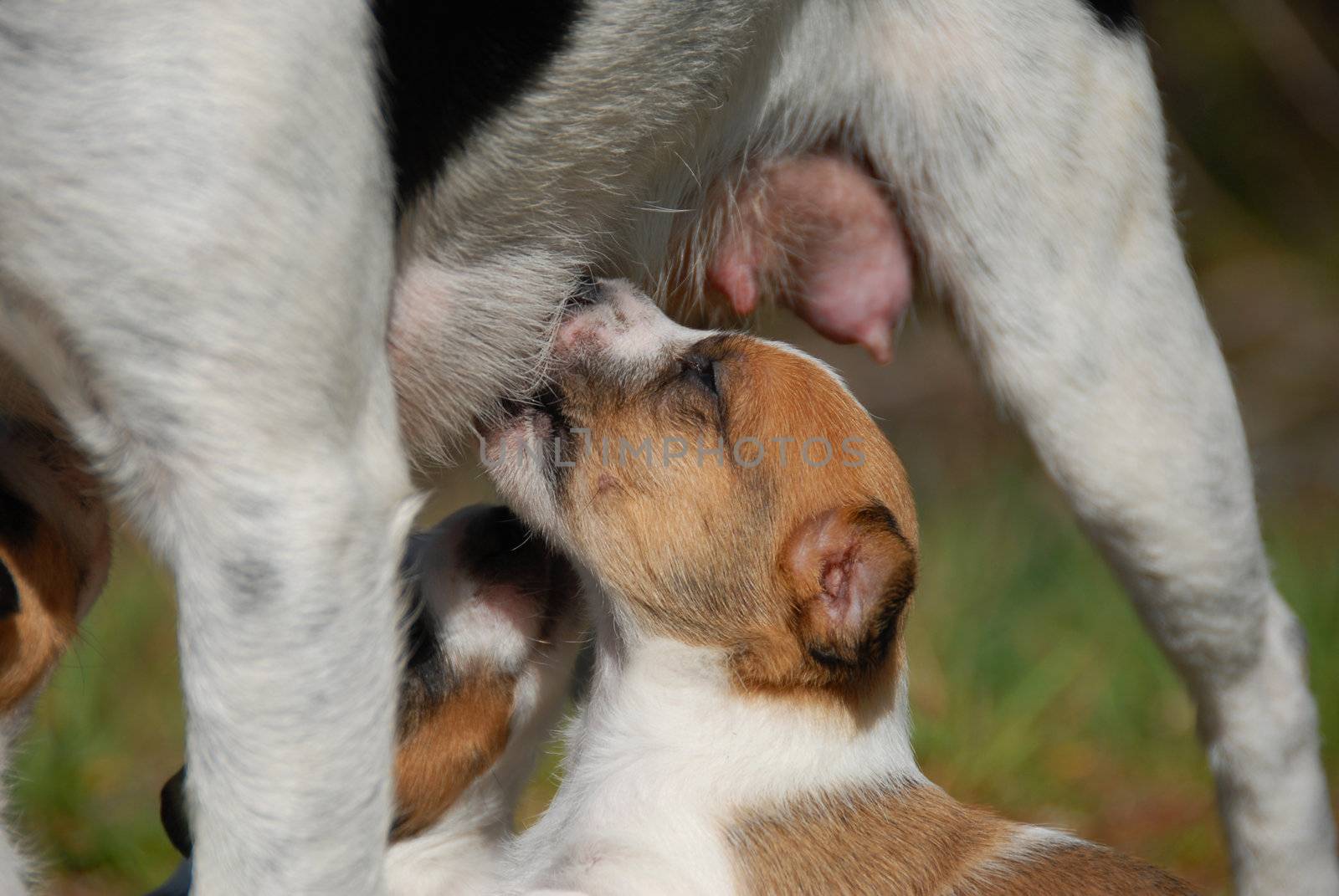 puppy purebred jack russel terrier sucking his mother