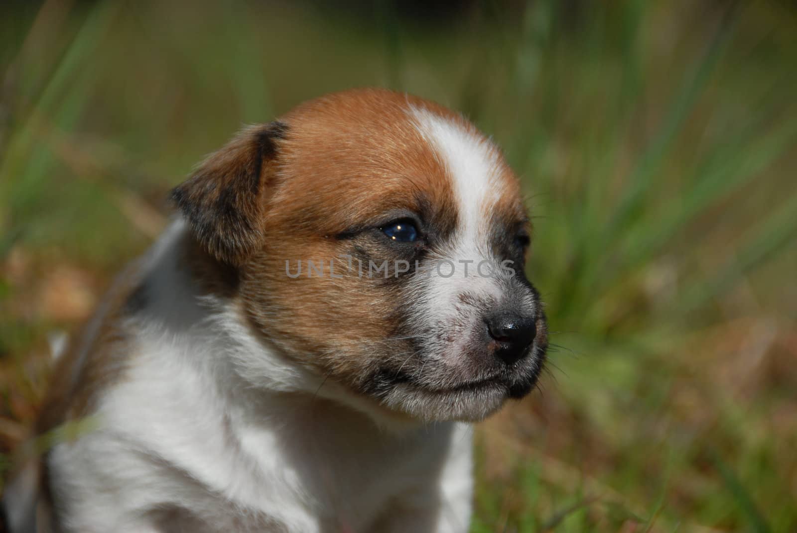 very young puppy purebred jack russel terrier