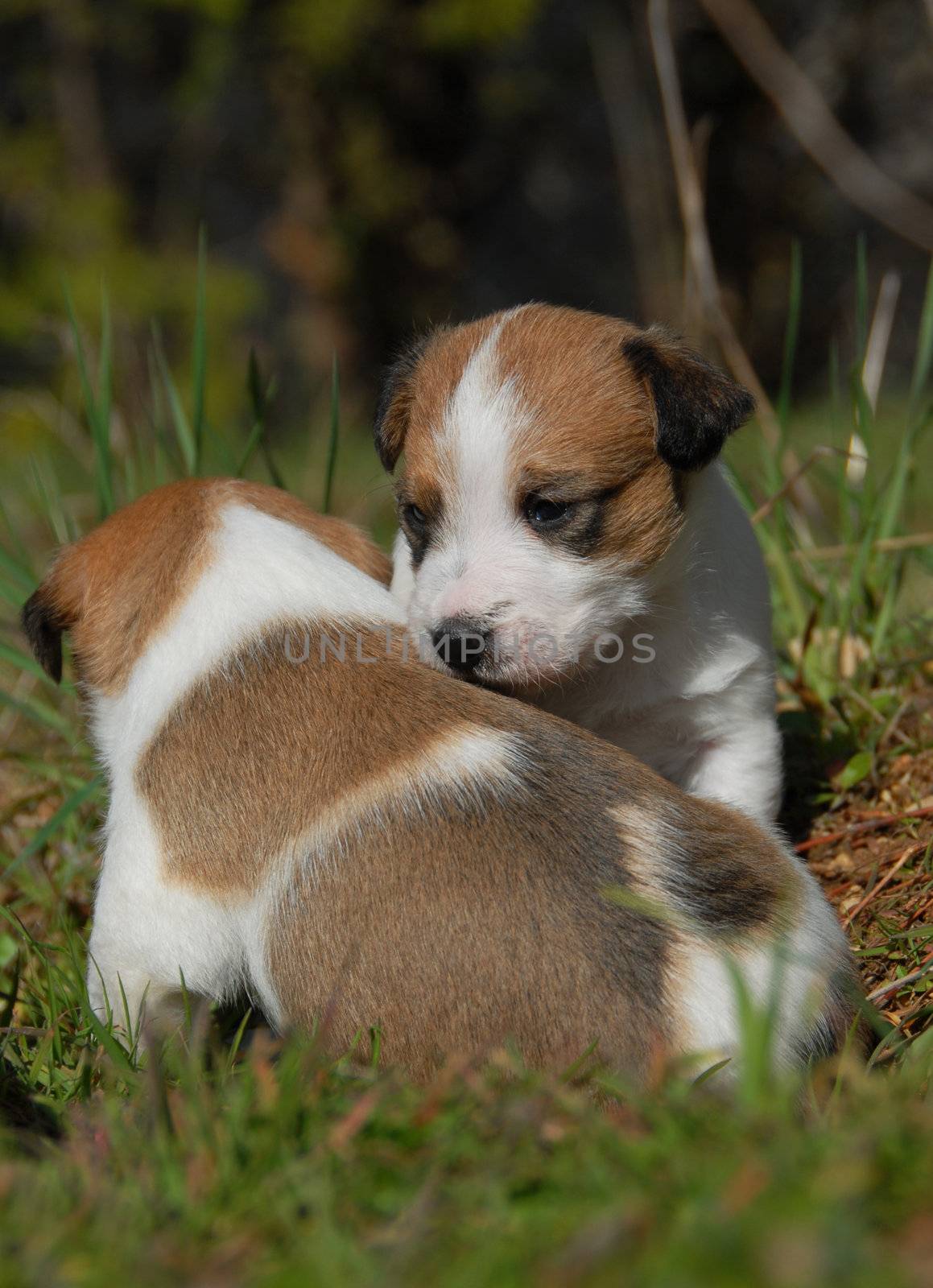 two puppies purebred jack russel terrier in a field