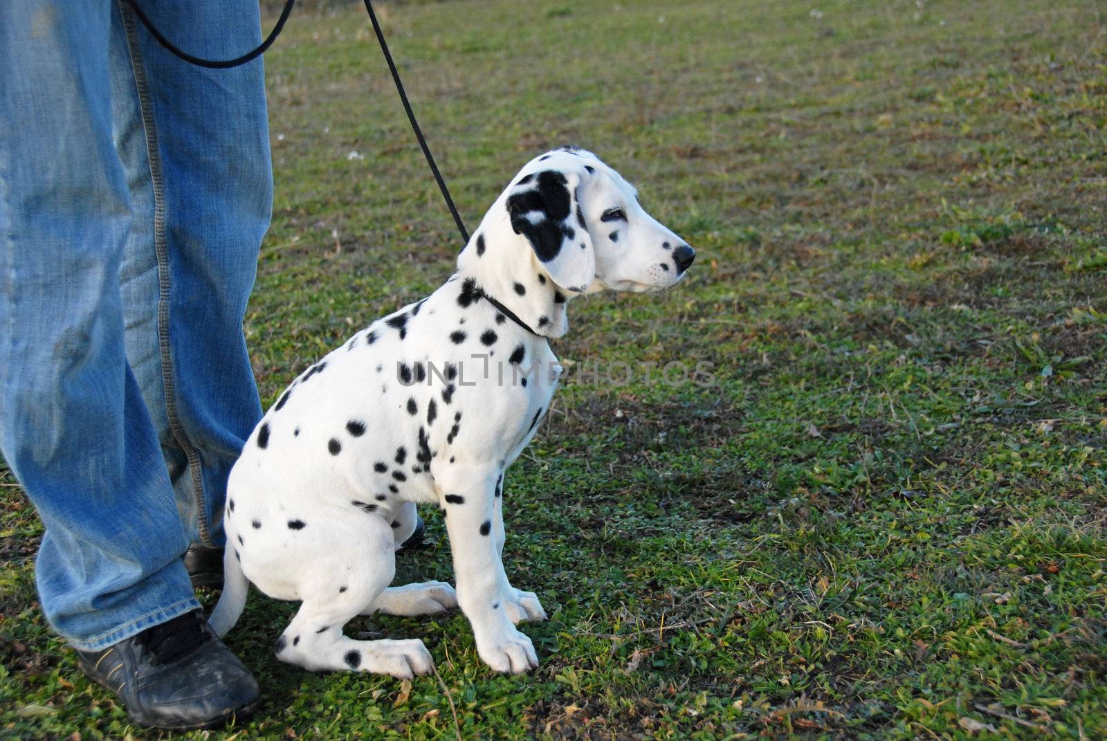 young puppy purebred dalmatian sitting near the foot