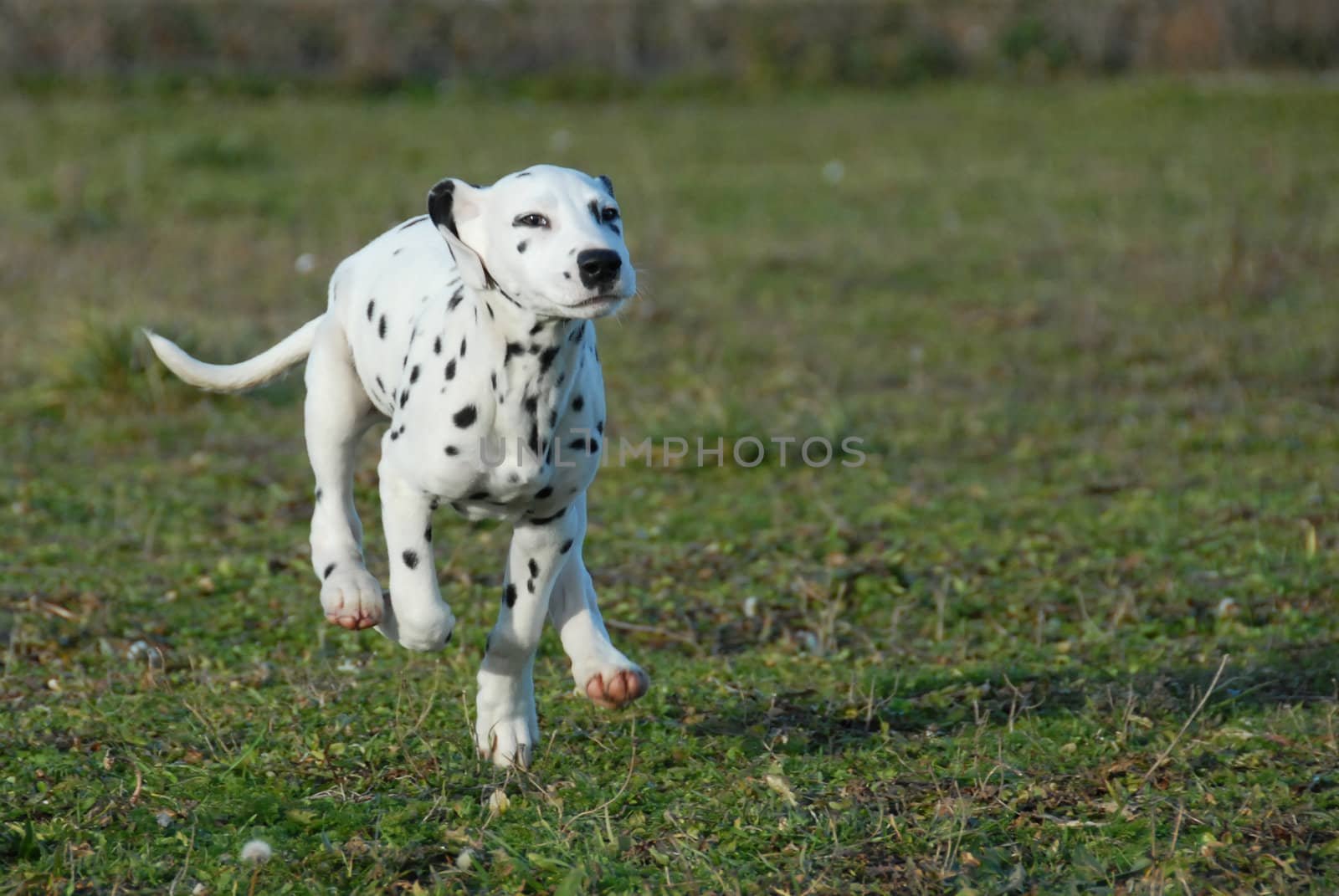 young puppy purebred dalmatian running in a garden