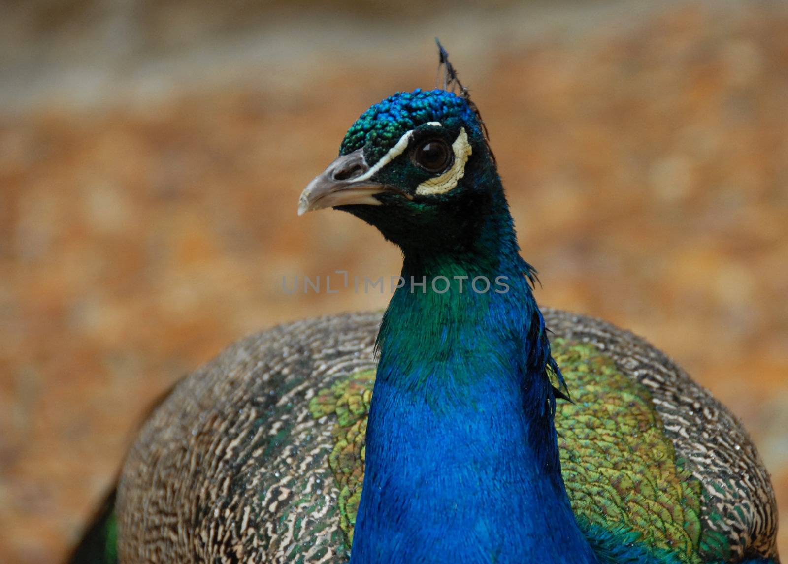 portrait of a beautiful male peacock, tropical bird