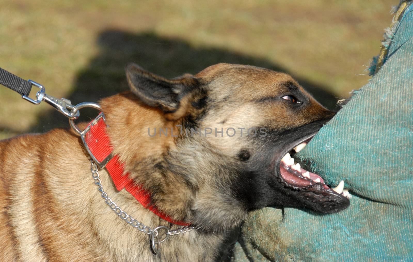 training of a police dog by cynoclub