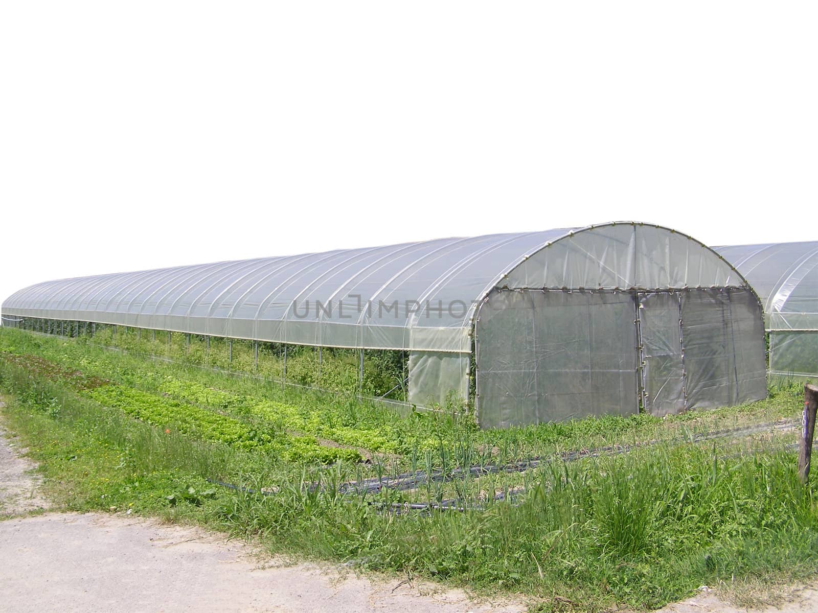 Greenhouse for cultivation of plants