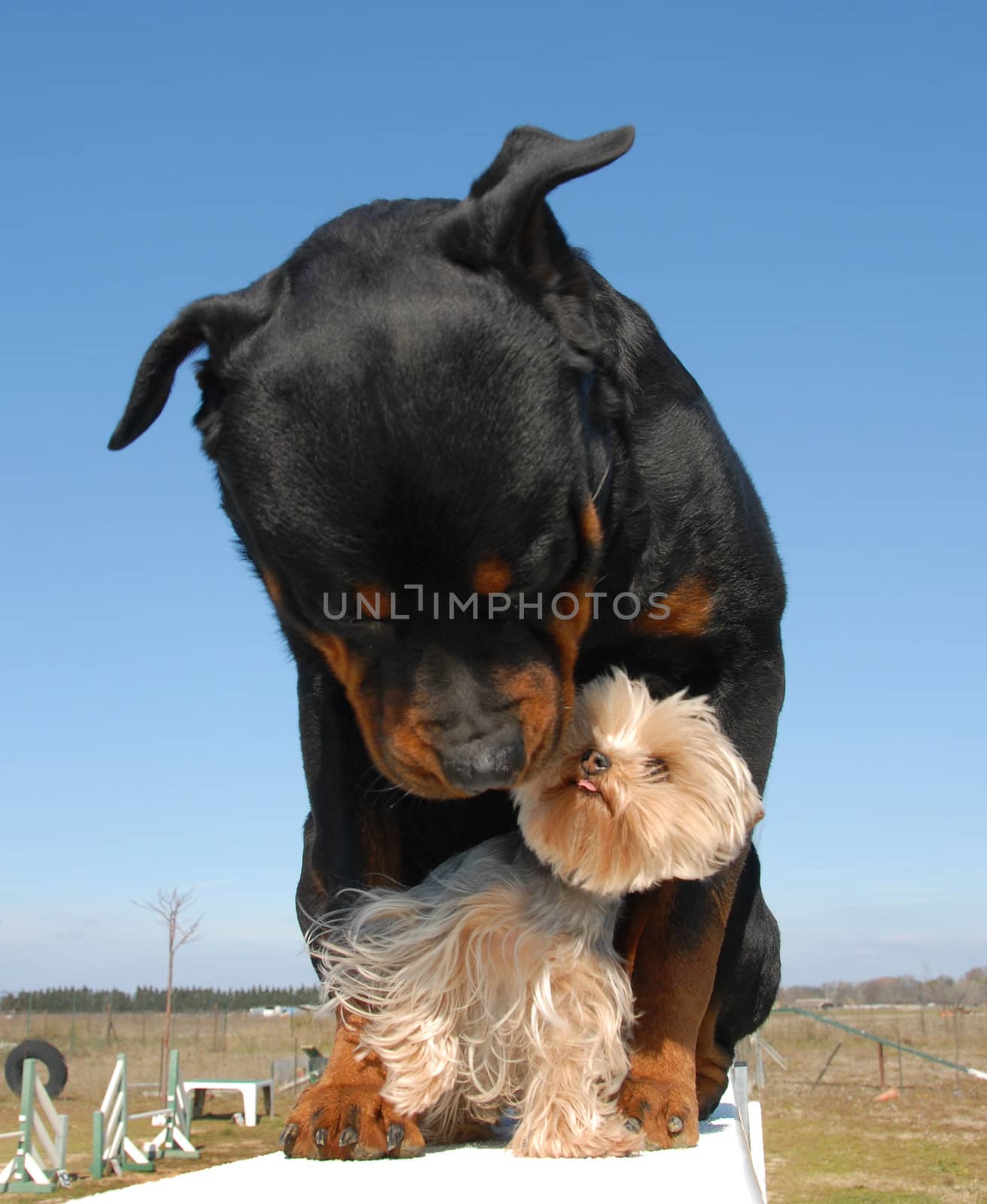 rottweiler and her best friend miniature yorkshire terrier