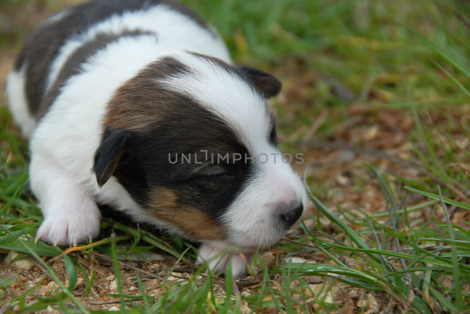 very young puppy purebred jack russel terrier