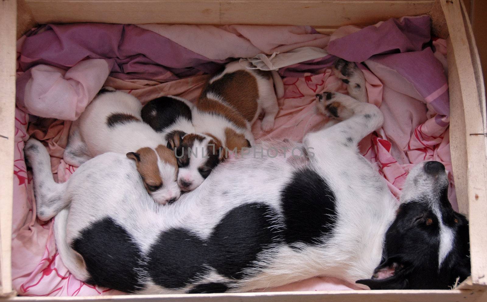 female and her puppies by cynoclub