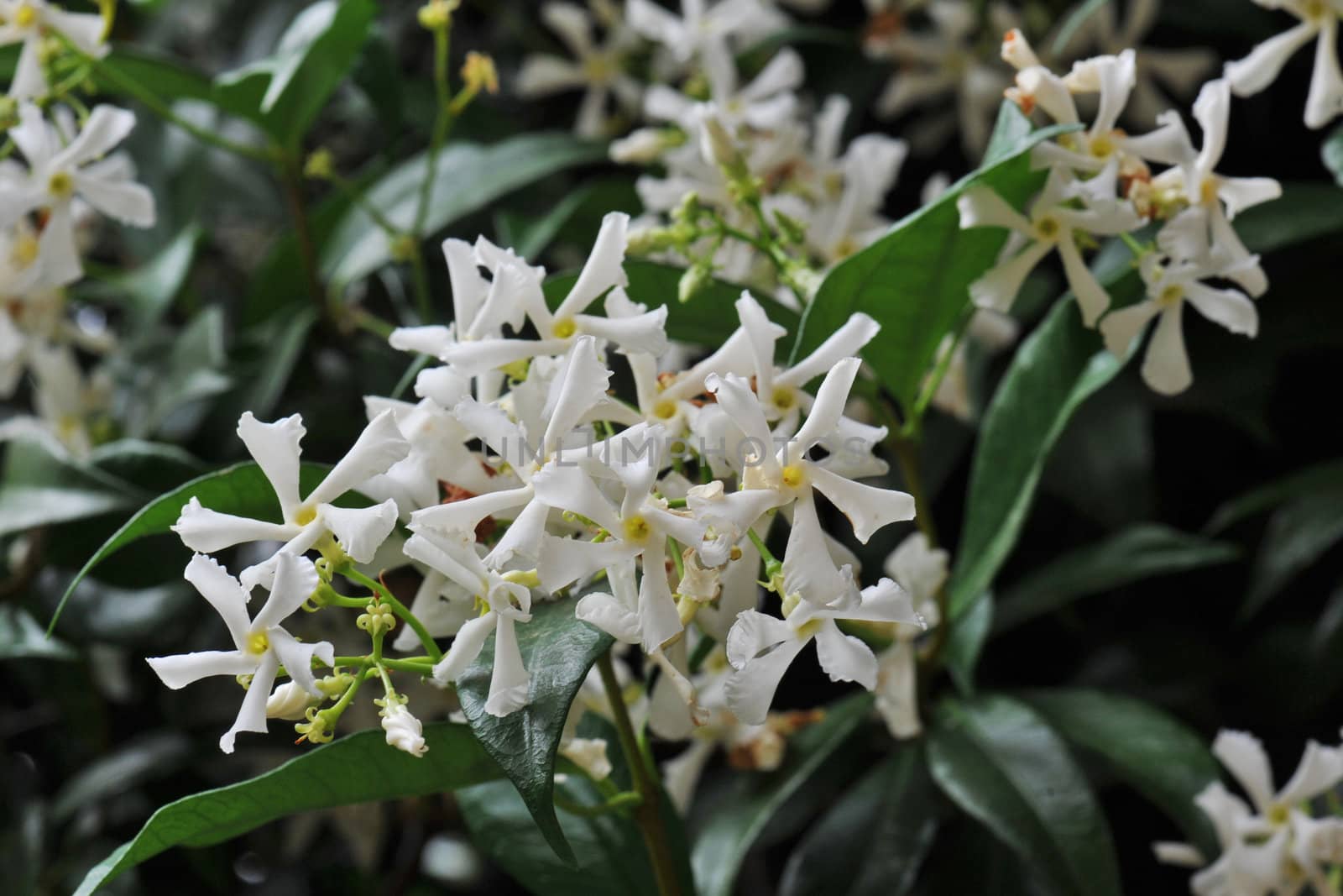 close up of a jasmin flower on a dark background in the morning