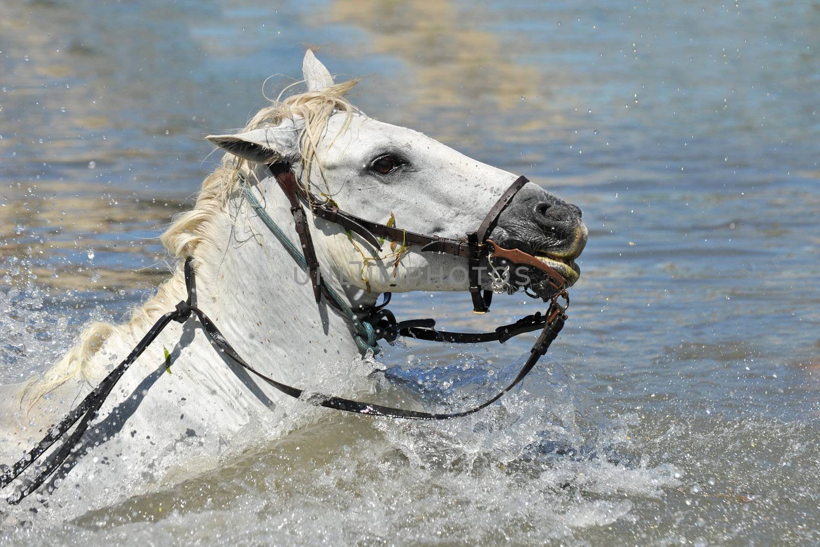 swimming Camargue horses by cynoclub