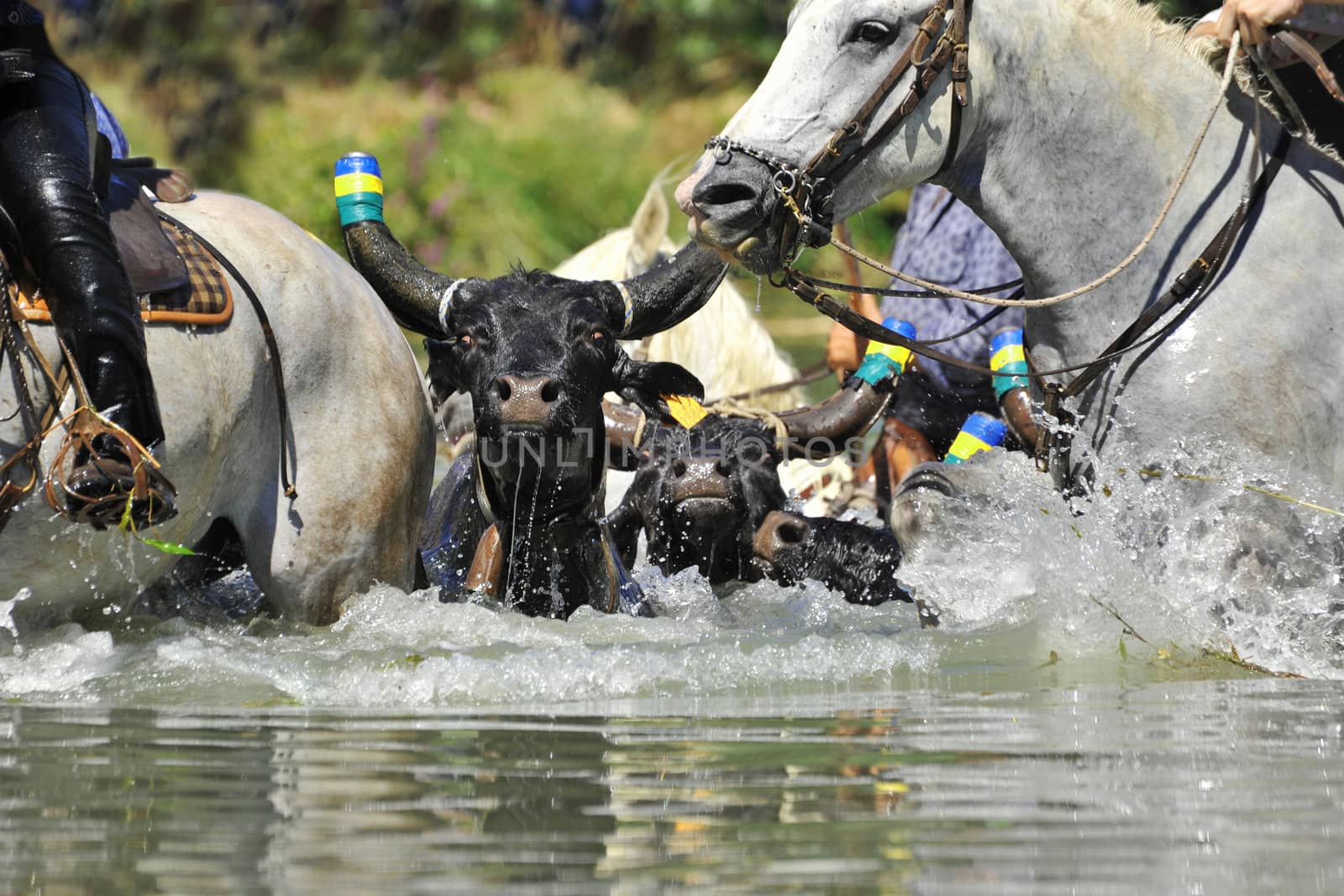 swimming bull and horses in the river