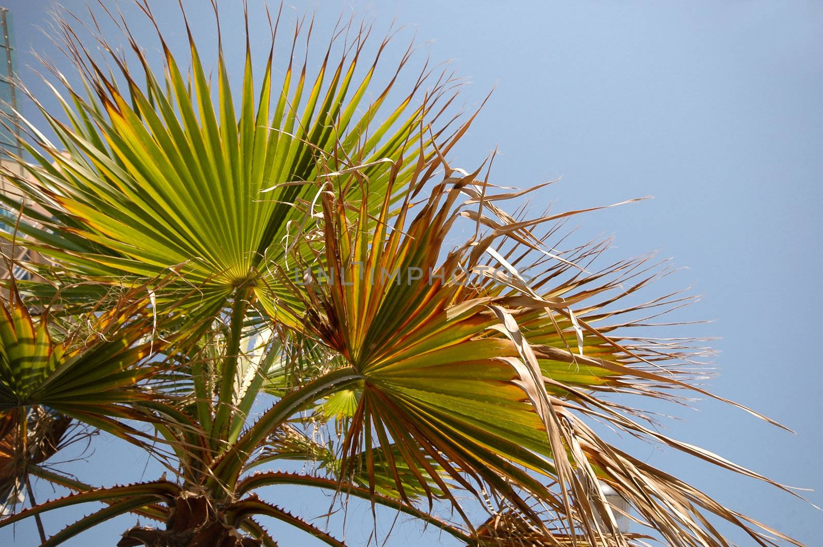 Plam leafs and blue sky.