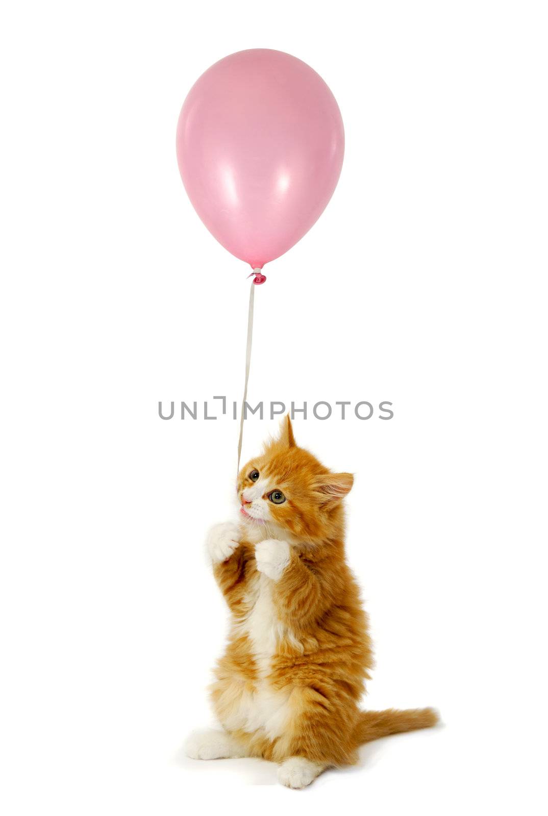 Sweet cat kitten isloated on clean white background. The kitten is holding a pink balloon.