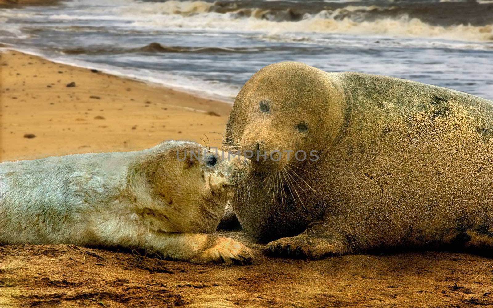 A female Atlantic Grey Seal with her pup at Donna Nook in Lincolnshire, England.