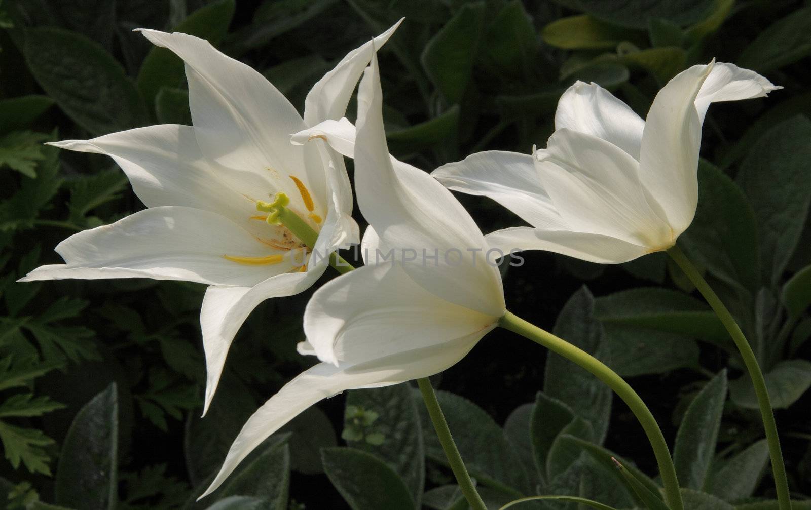 A white Lily flowered Tulip in a garden in Staffordshire England.