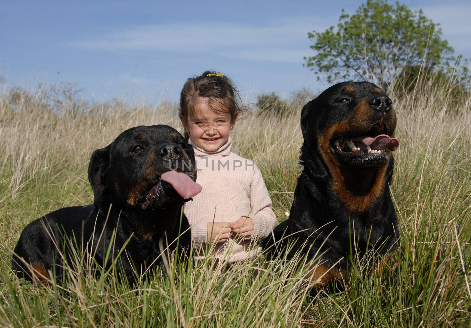 little girl and two dangerous purebred rottweiler
