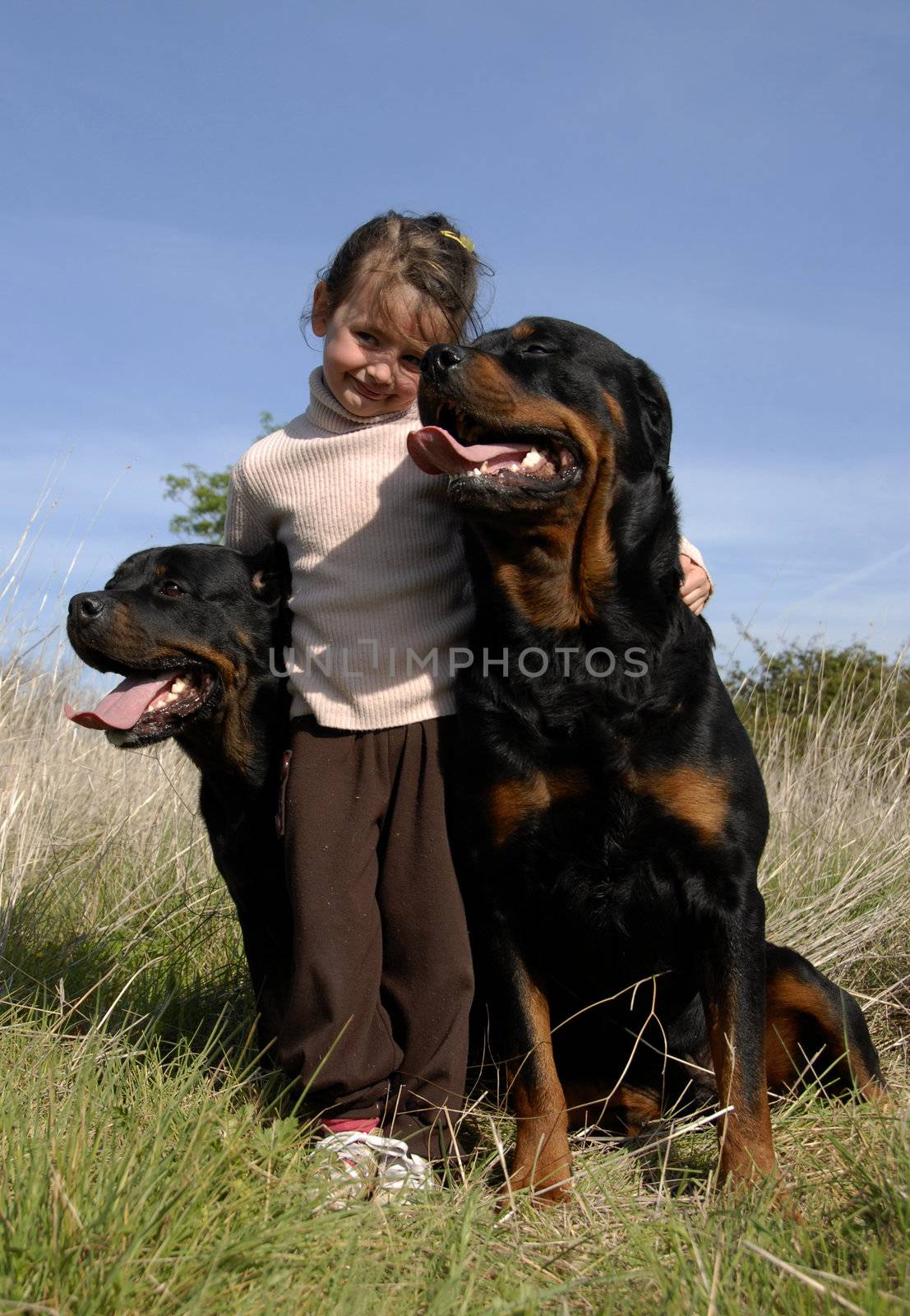 little girl and two dangerous purebred rottweiler