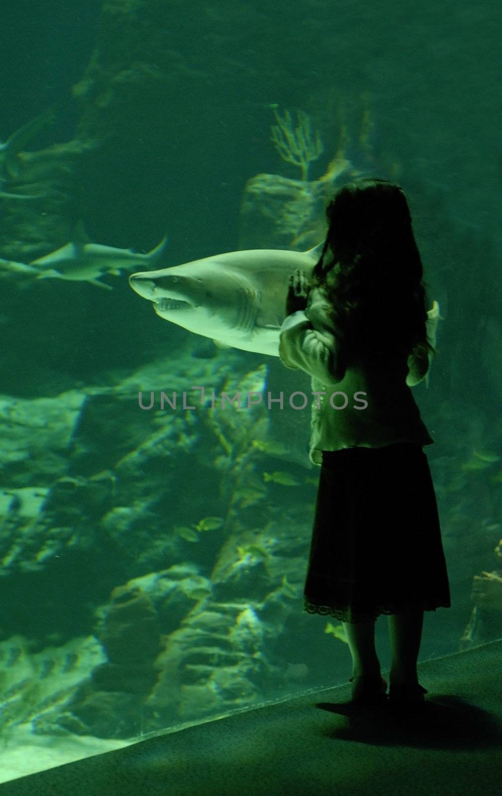 little girl in front of a big tank with shark