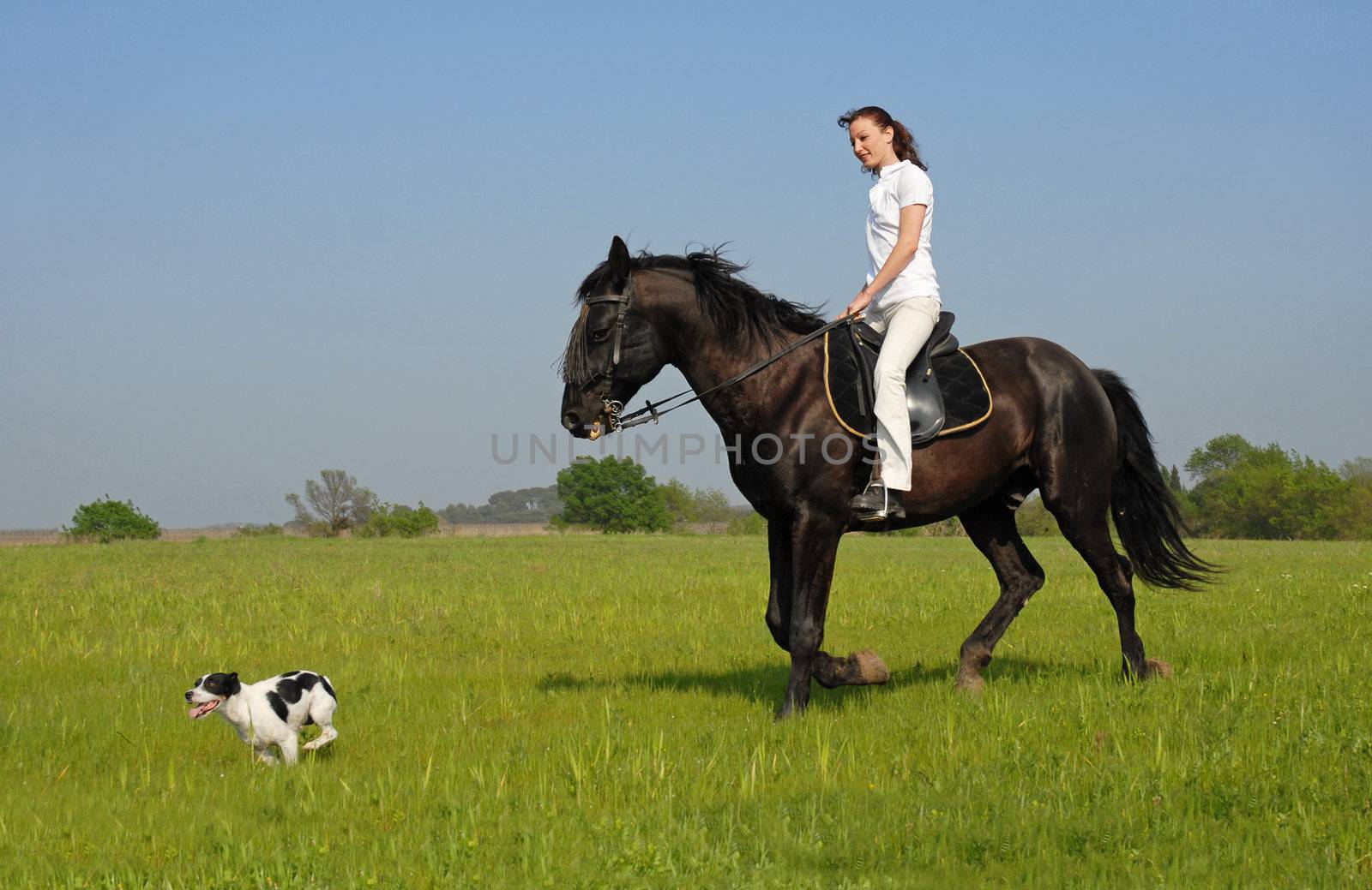 young rinding girl, her black stallion and her jack russel terrier