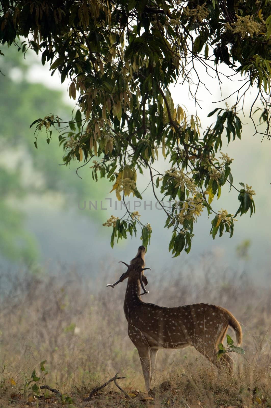 The red deer has lifted a head and eats tree leaves. Early morning. Bandhavgarh. India.