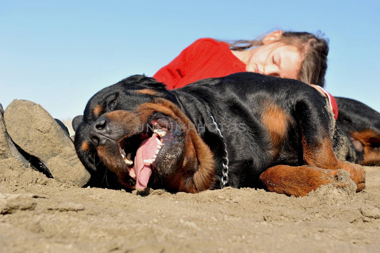 little girl sleeping on her friend purebred rottweiler on a beach