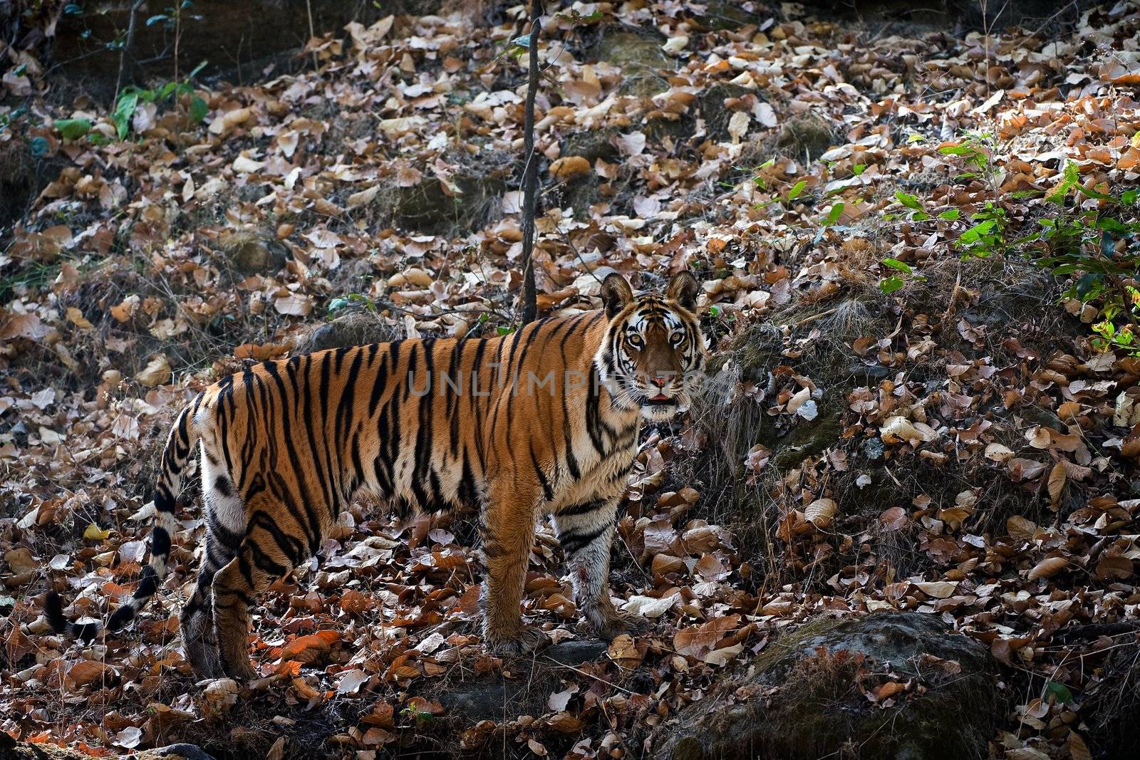 The tigress costs on stones and rapaciously looks in a lens.