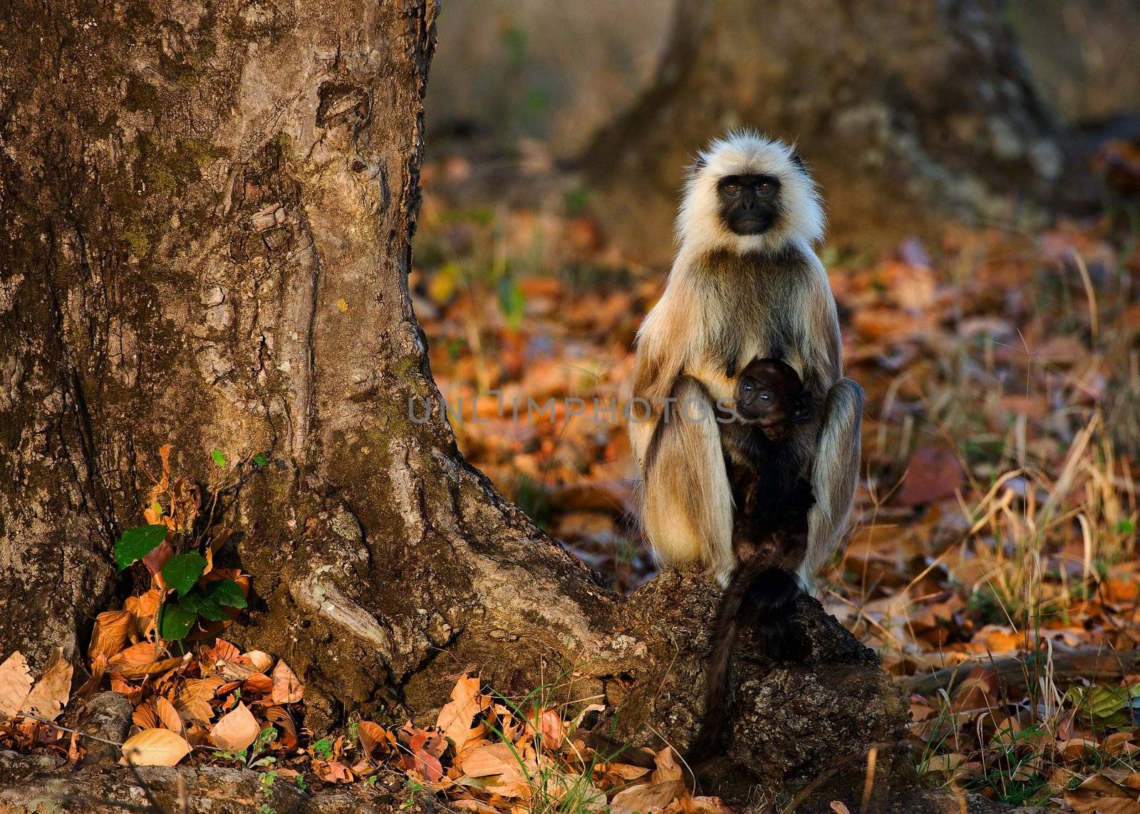 Langur with a cub sits on a tree root in sunset light.