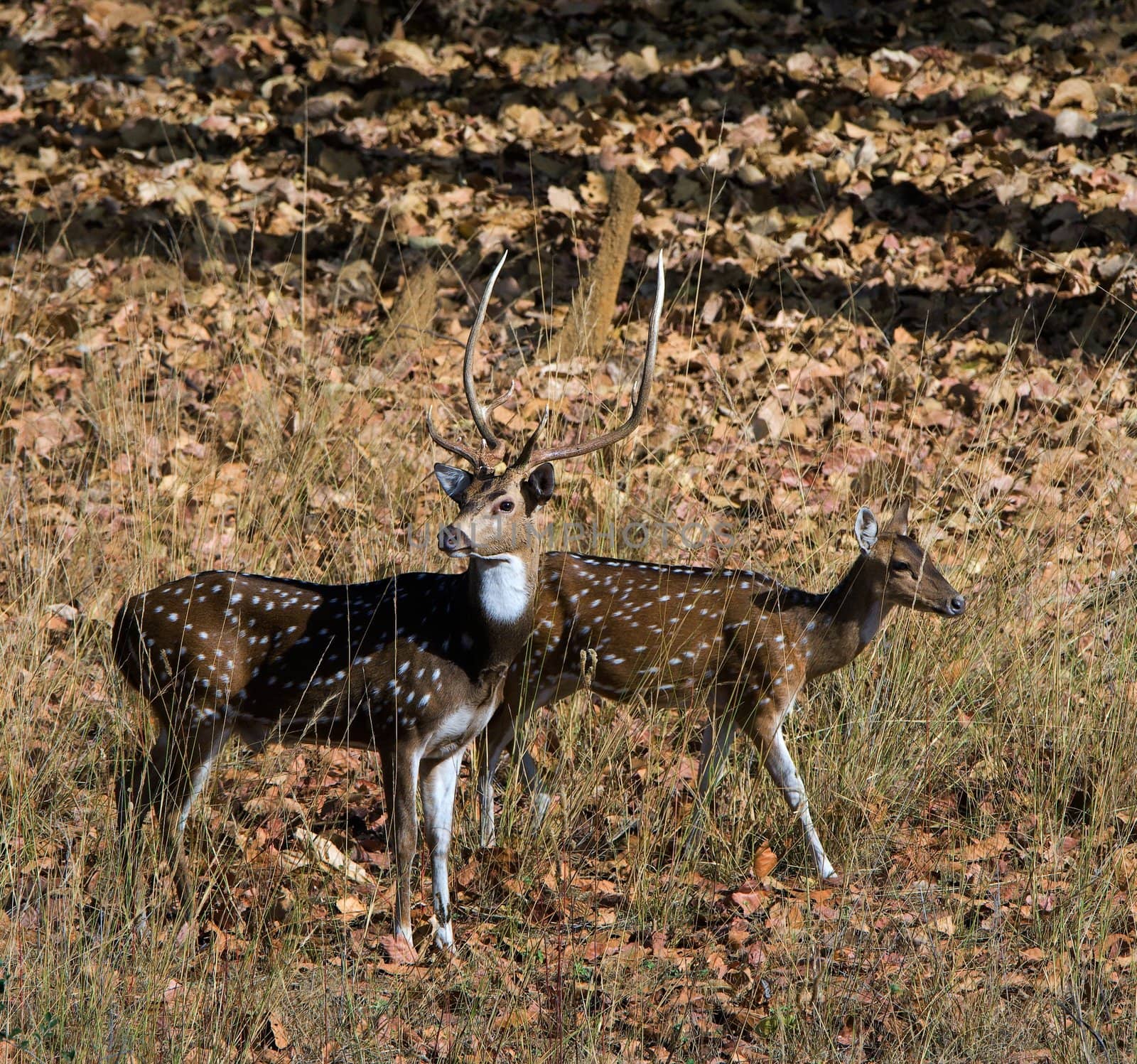 The pair of deer goes on wood. Bandhavgarh. India.
