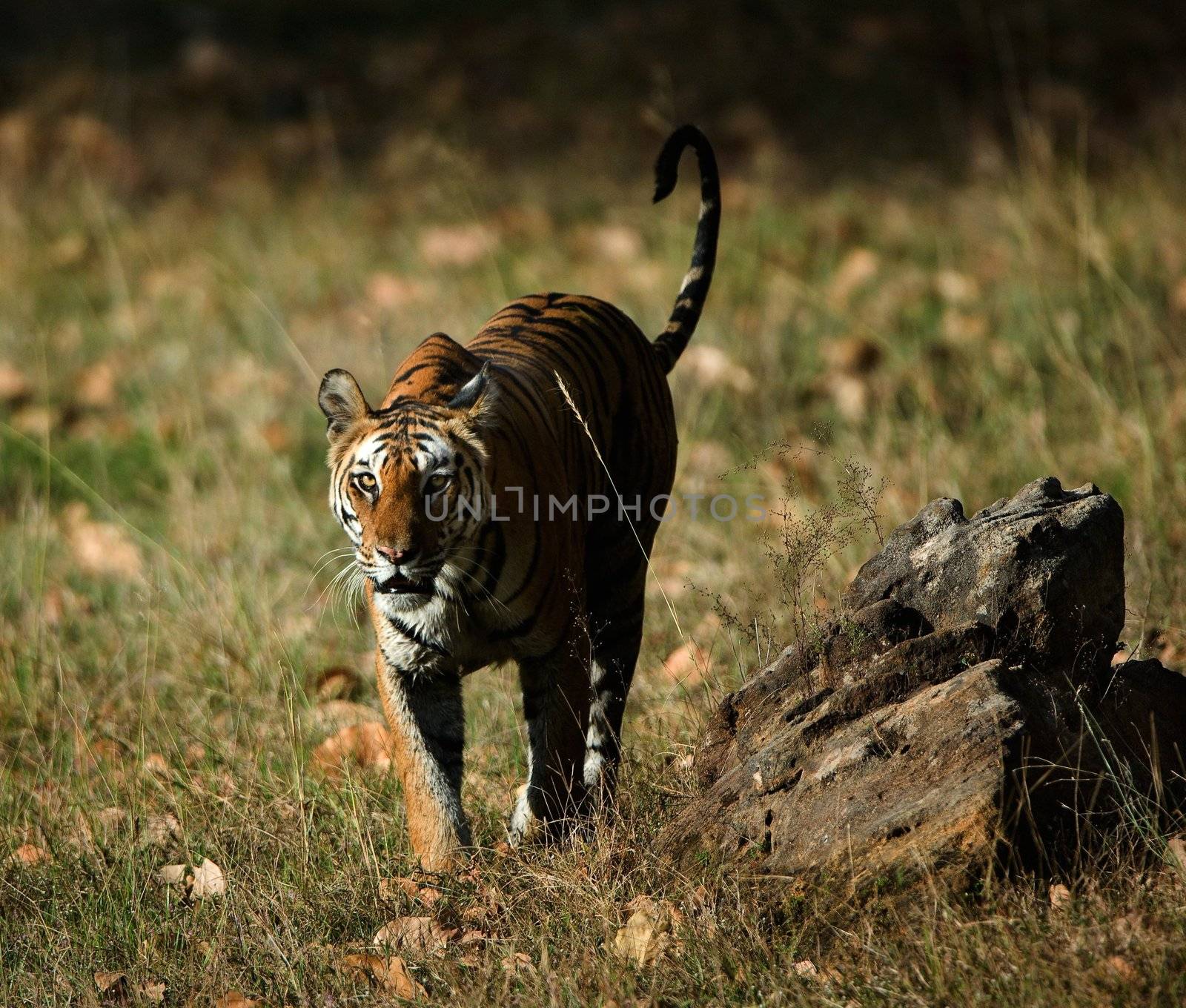 The tiger comes nearer all more close and more close.