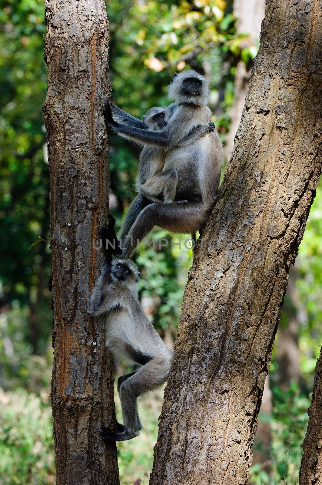 Monkeys have funny settled down in a tree fork.