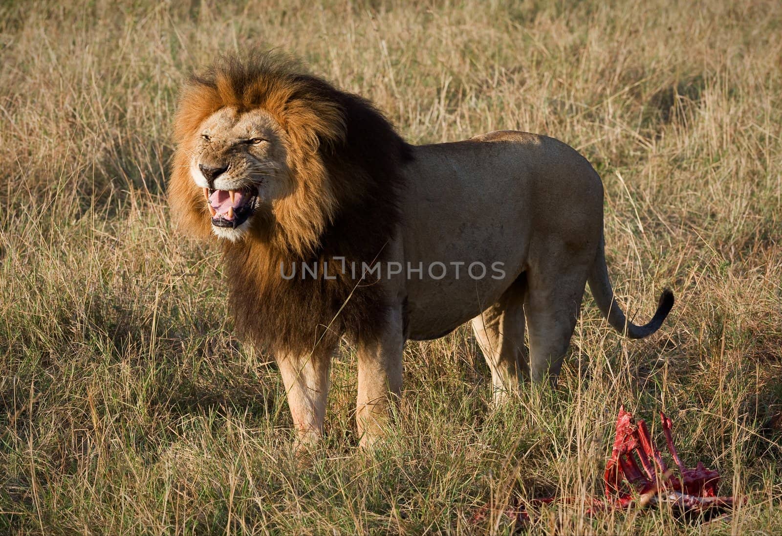 Lion's grin. / It is left becomes angry that him distract from a meal.