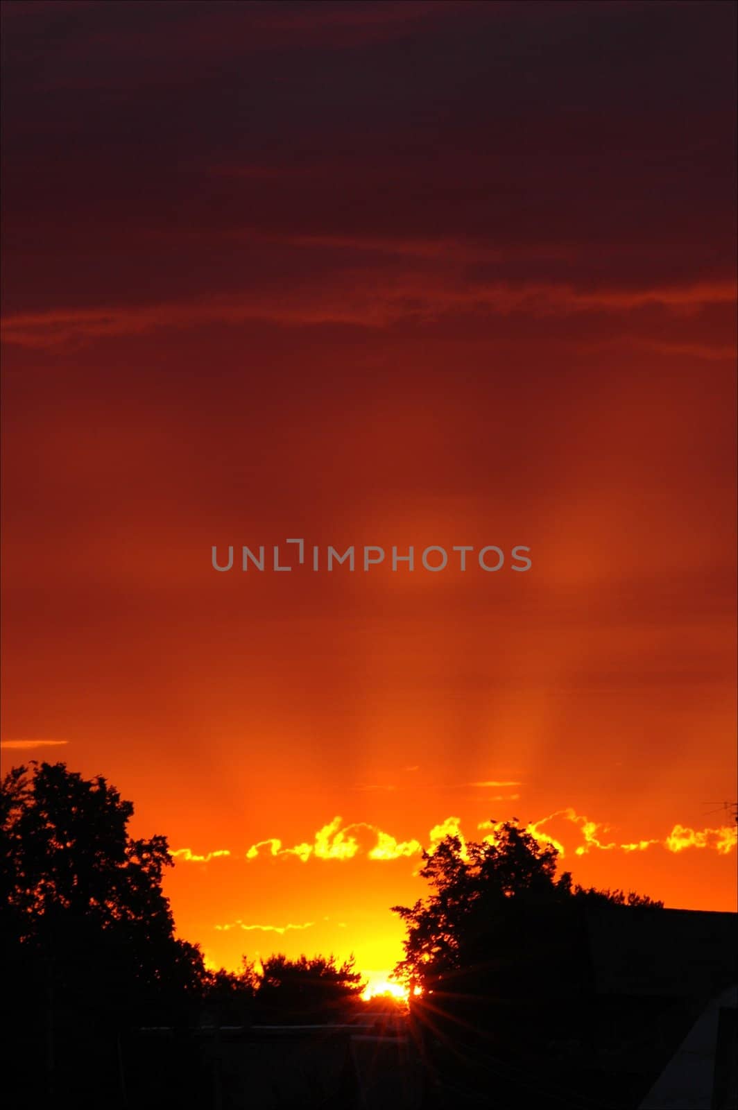 Early in the morning. A dawn. / Crimson- red sky and beams ascending the sun behind silhouettes of crones of trees.