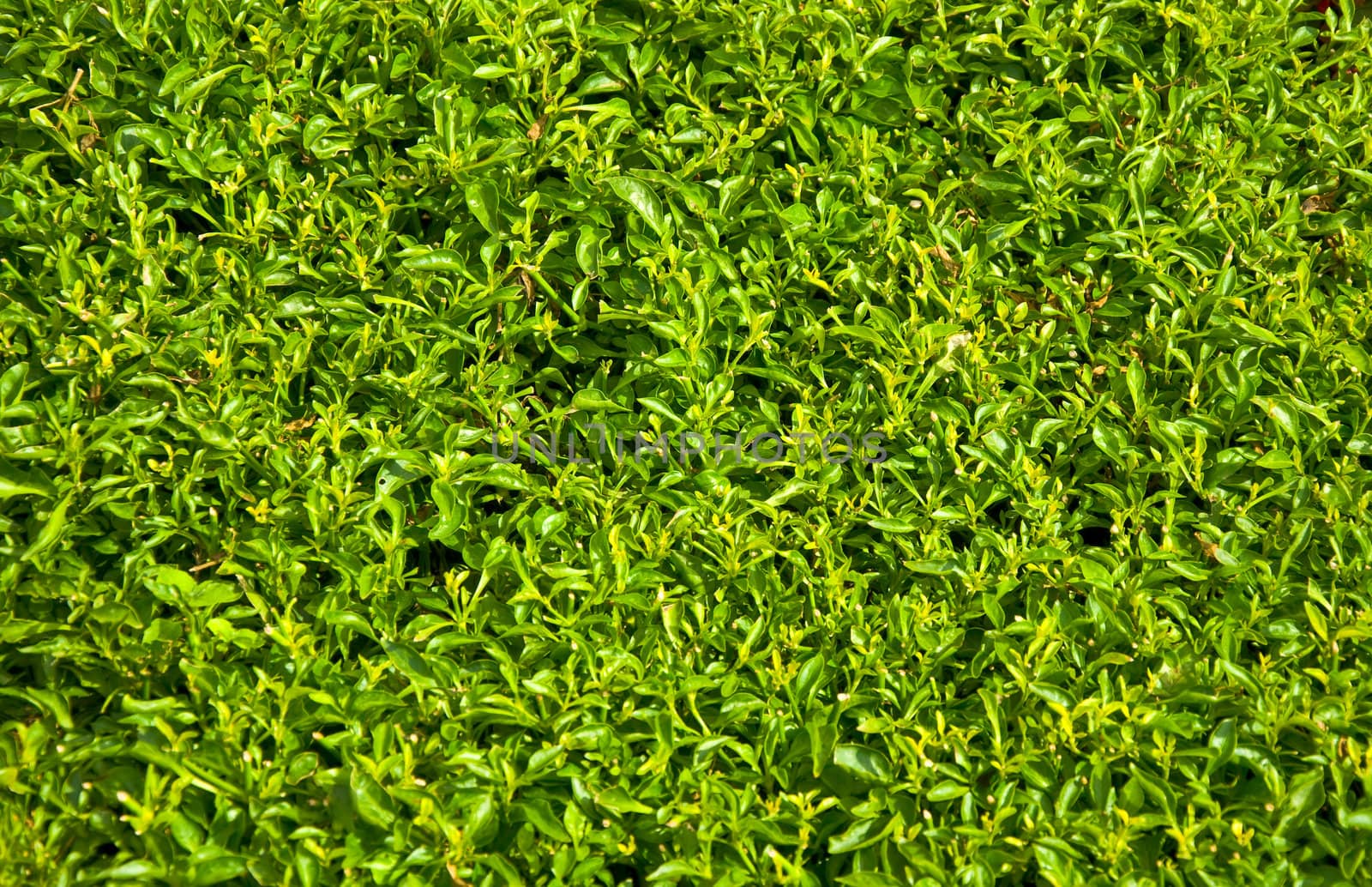 Texture of green grass closeup. Focus on the first stalks. Blur. Low depth of field.