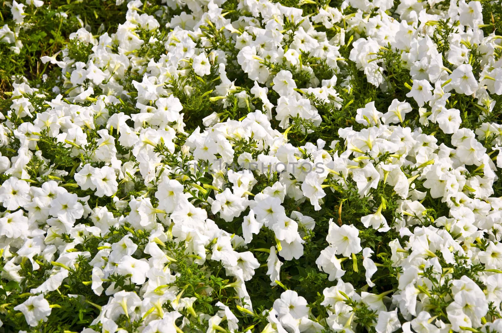 Field with white small flowers on the green grass. Texture.