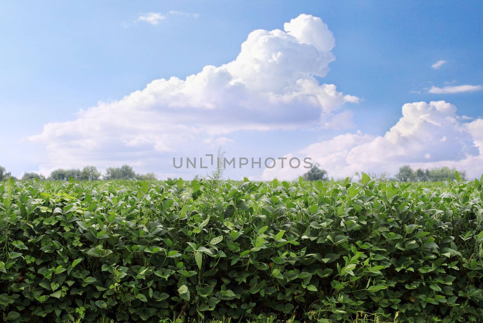 Soybean Field by StephanieFrey