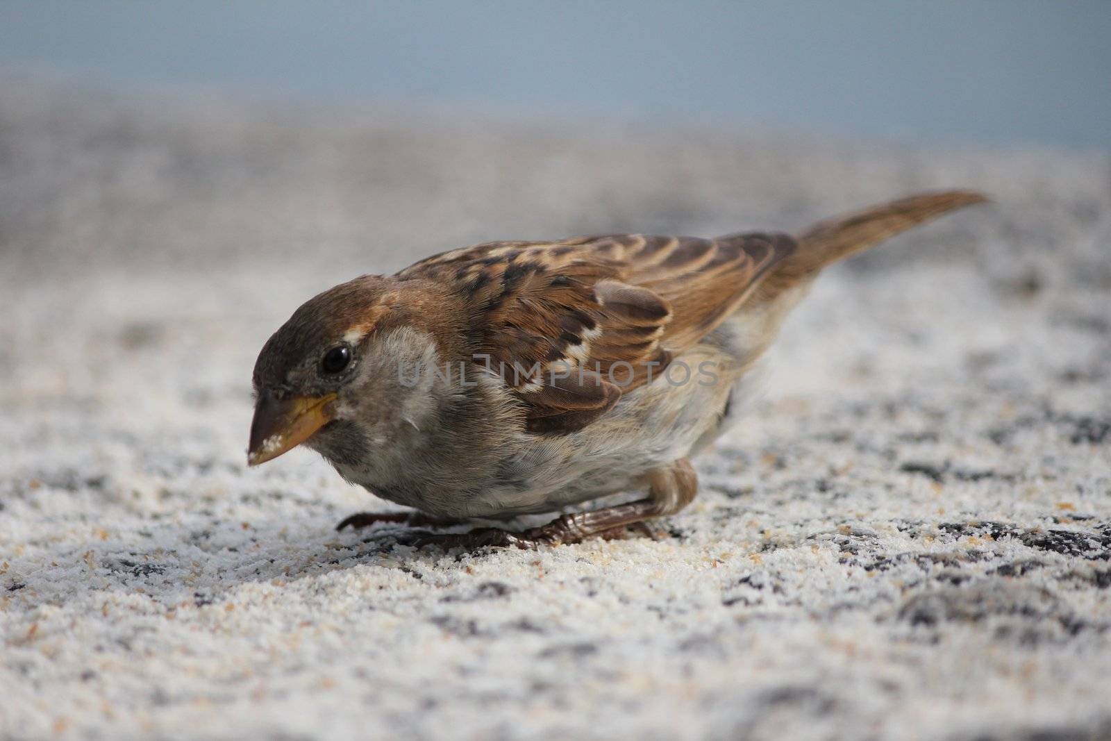 bird moineau brown and grey