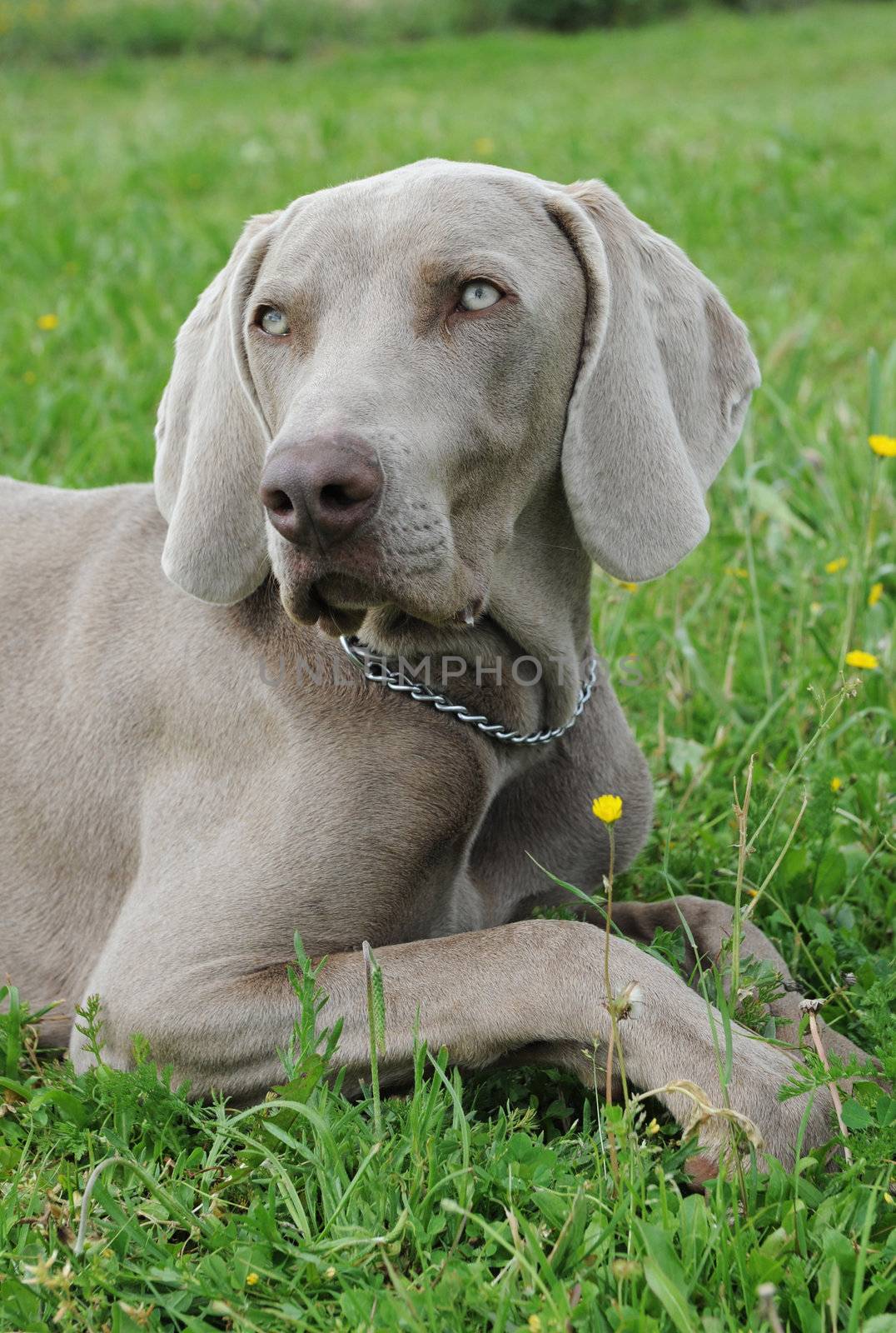 young weimaraner dog laid down in the grass