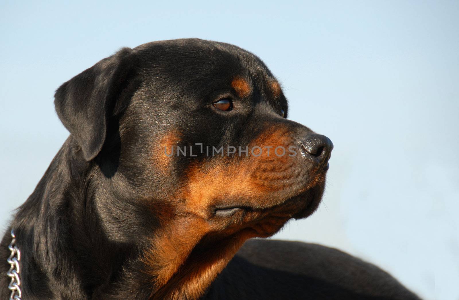 portrait of a purebred rottweiler: beautiful watching dog