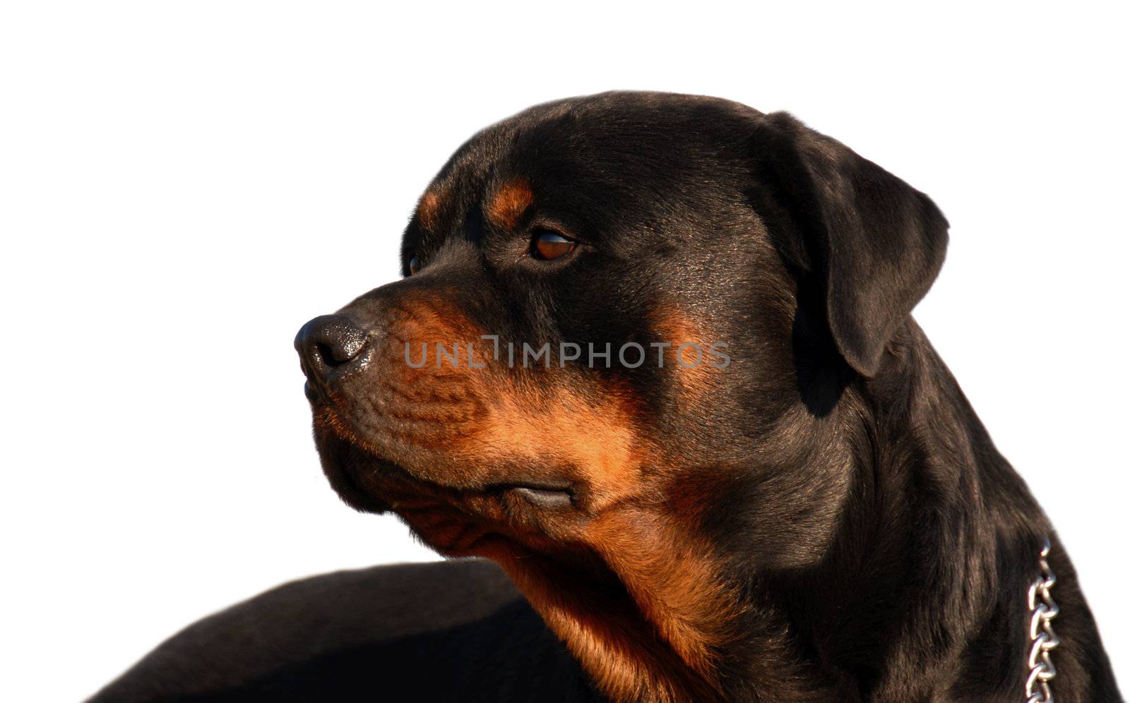 portrait of a beautiful purebred rottweiler detoured on white background