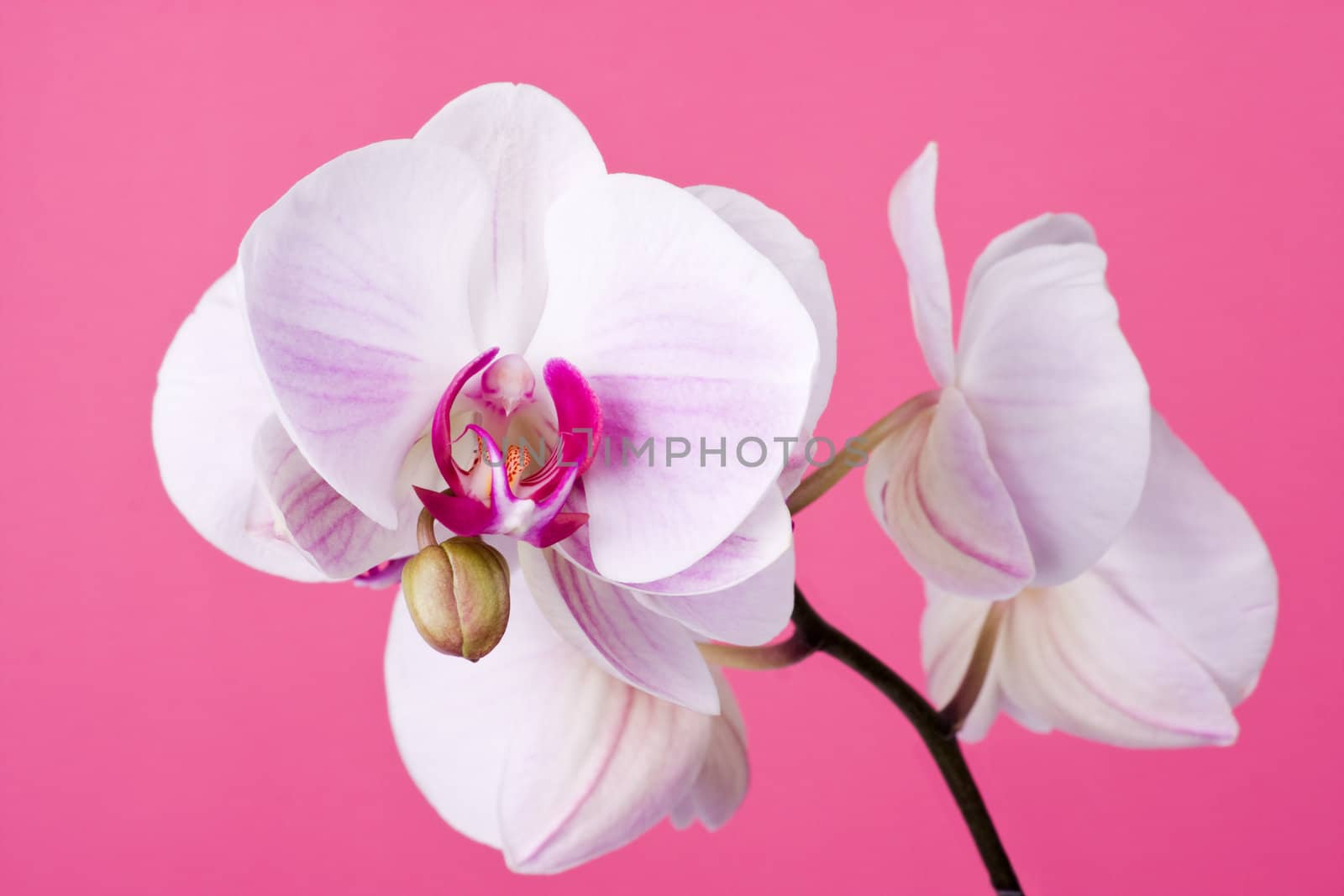 Orchid on Pink by rozhenyuk