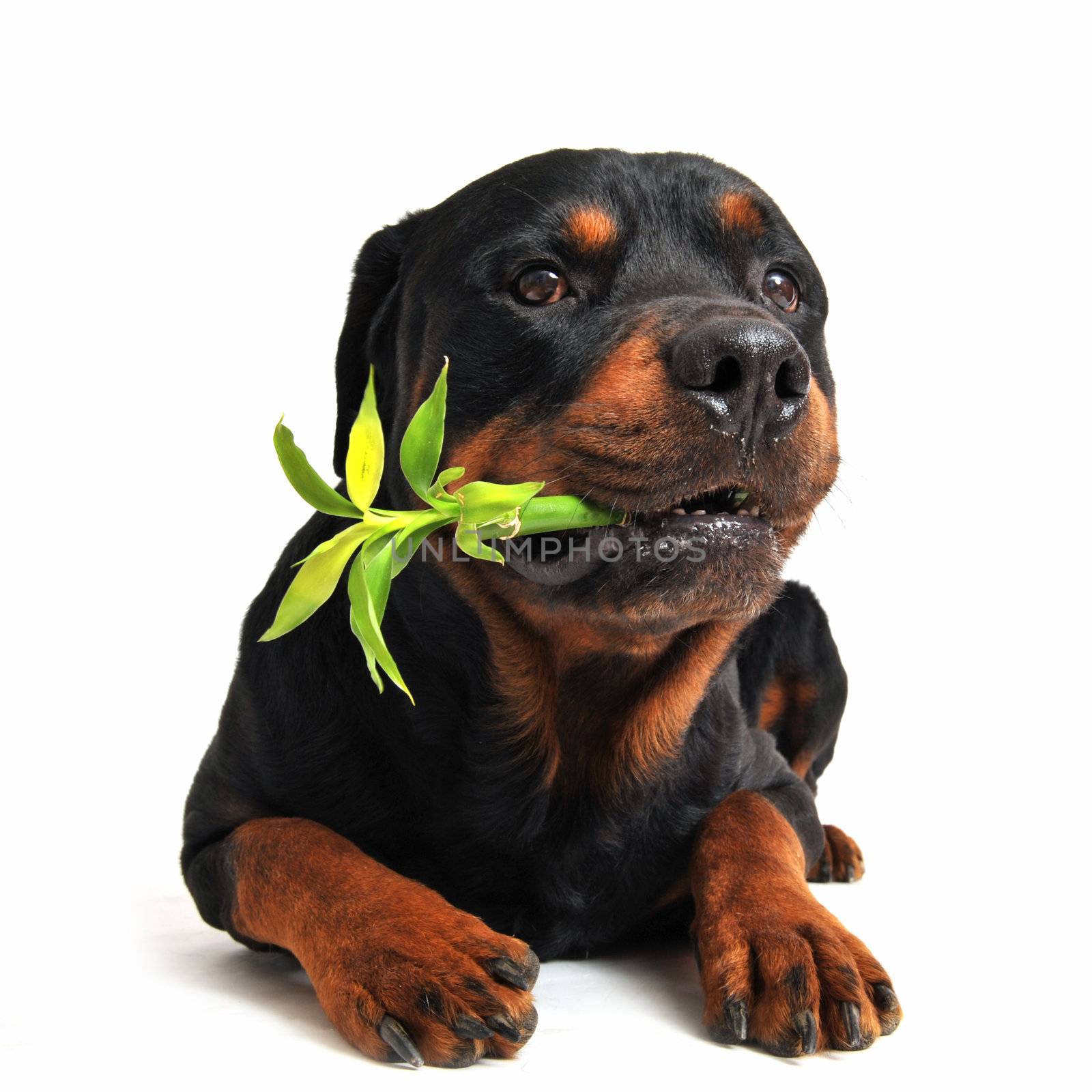 purebred rottweiler carrying a lucky bamboo on a white background