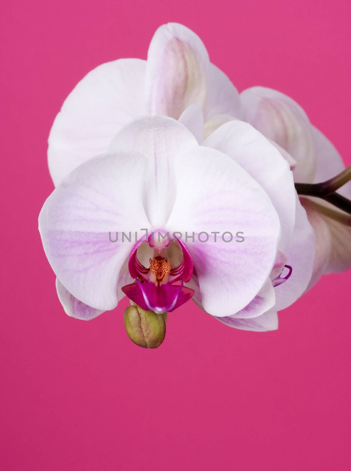 Moth Orchid isolated on Pink