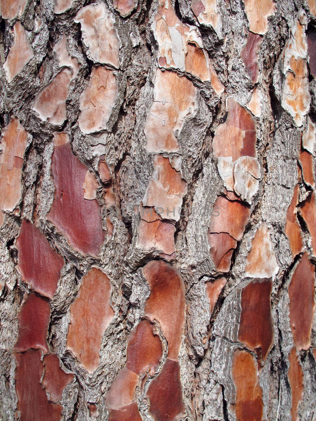Tree bark taken as macro taken in Russia                            