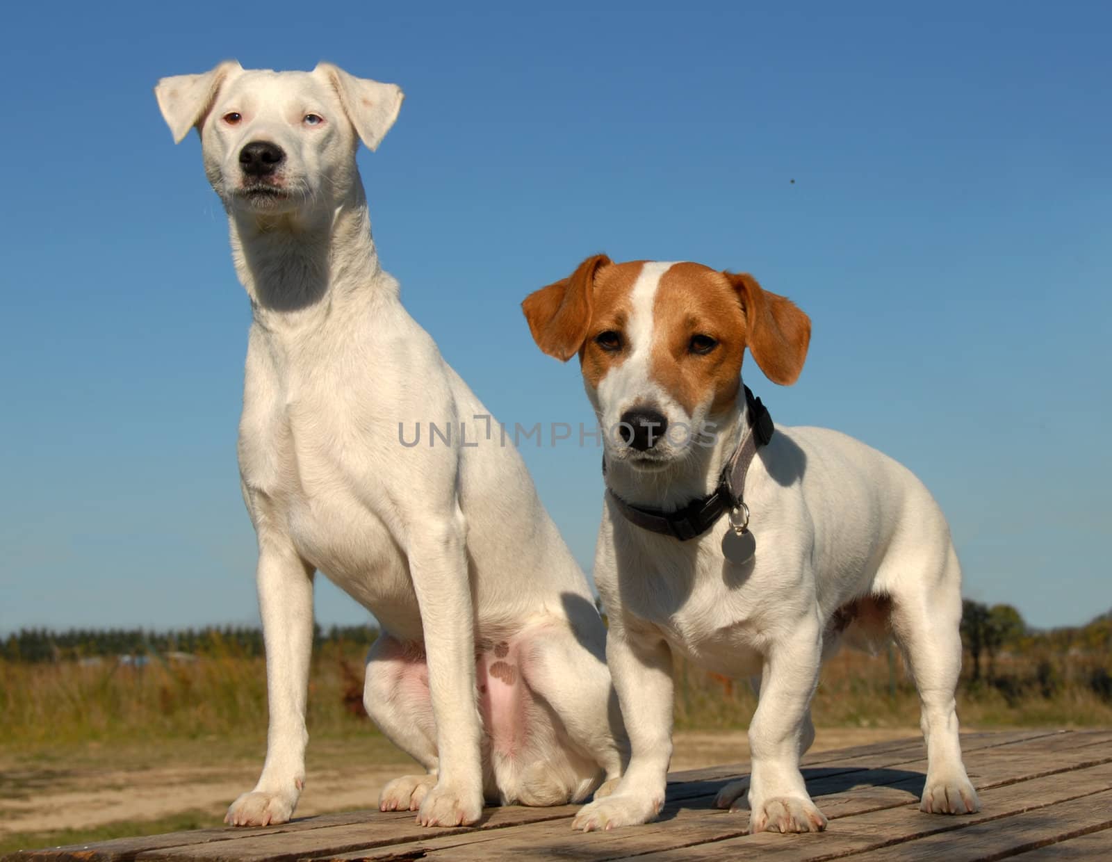 two young purebred jack russel terrier dogs