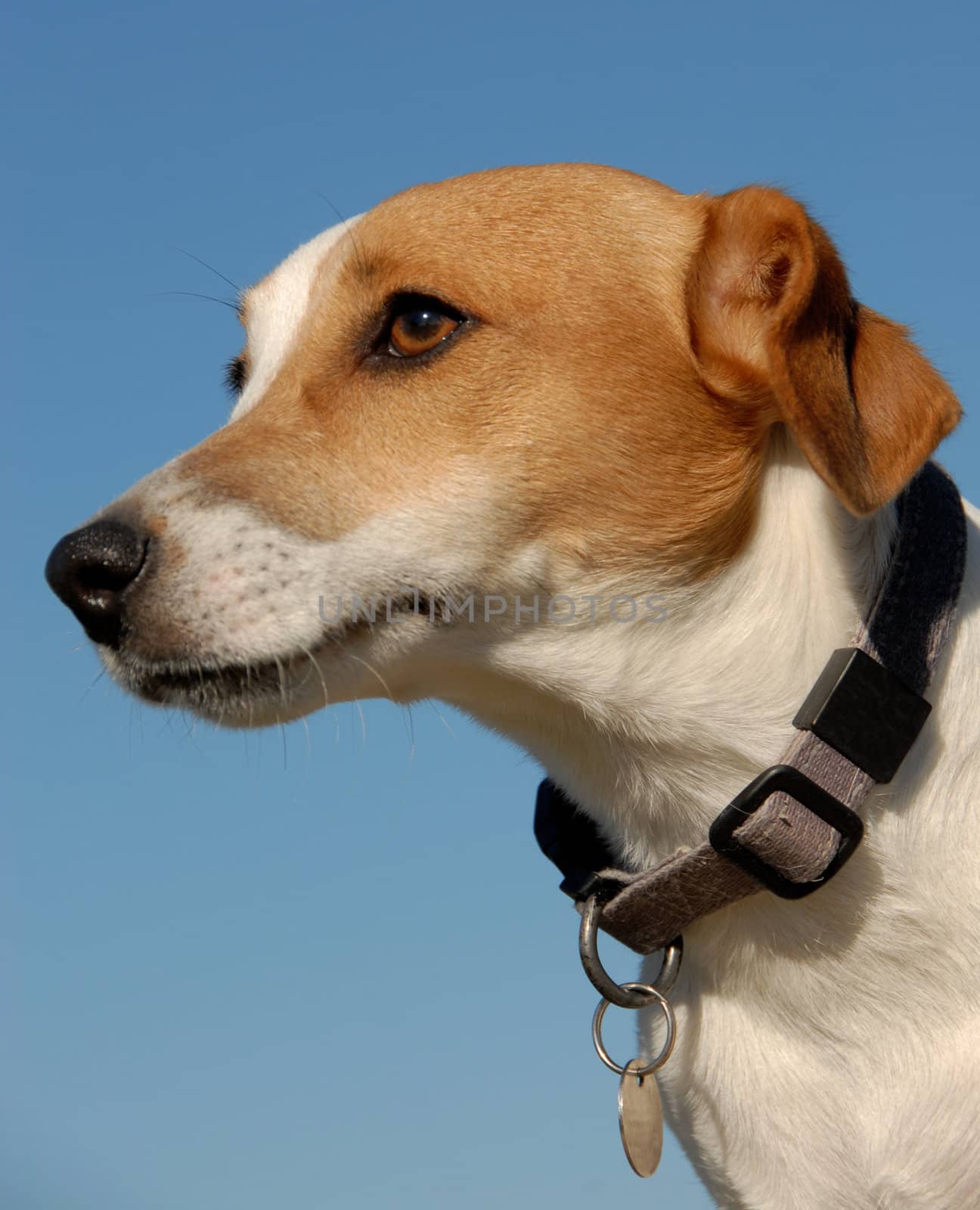 jack russel terrier by cynoclub
