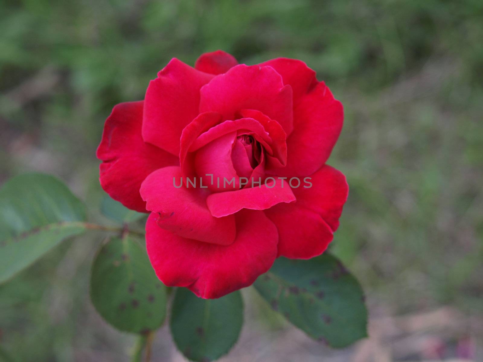 Red rose flower