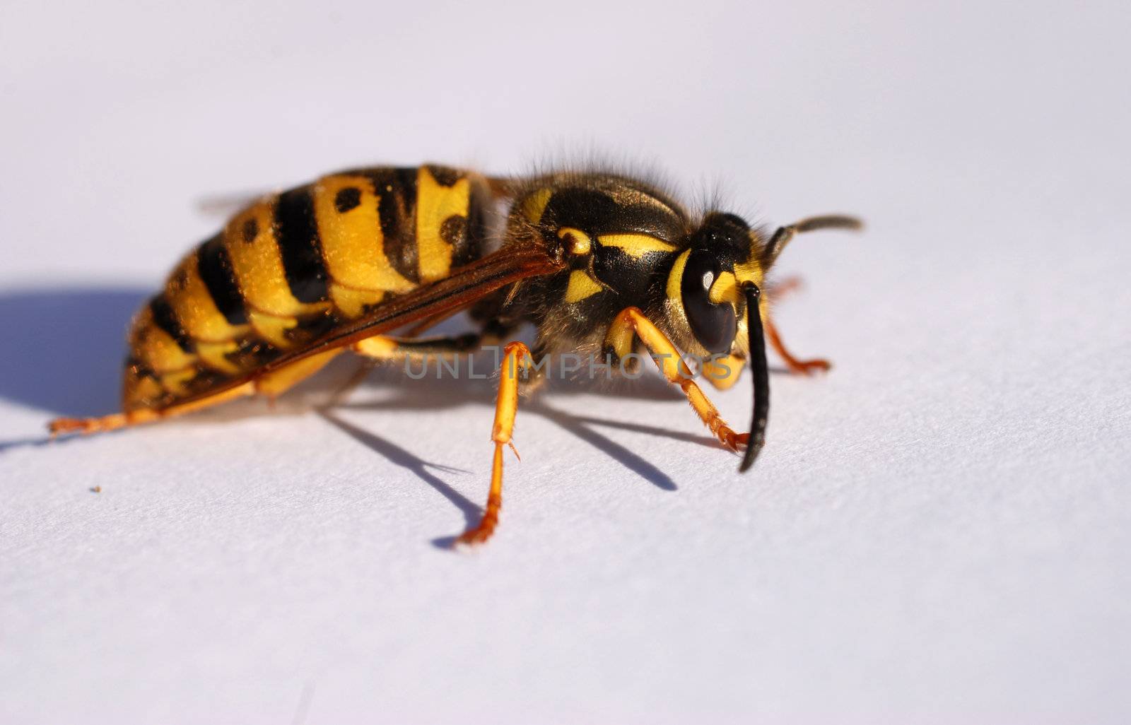 beautiful wasp on a white paper: close up of insect