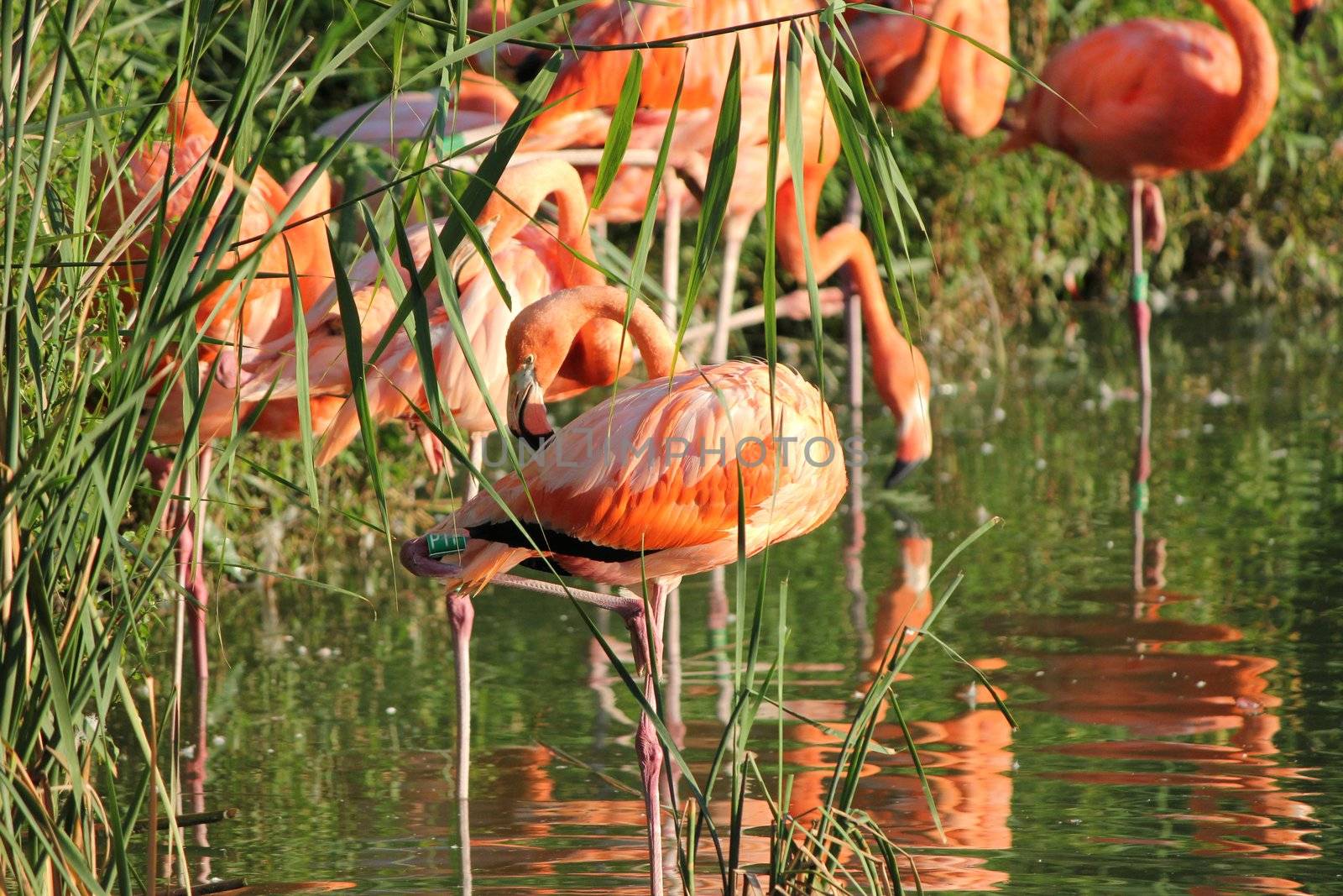 pink flamingo and grass green