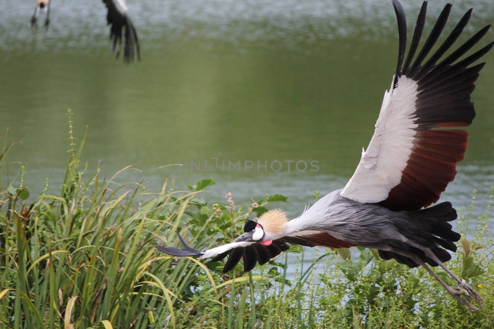 royal crane by mariephotos