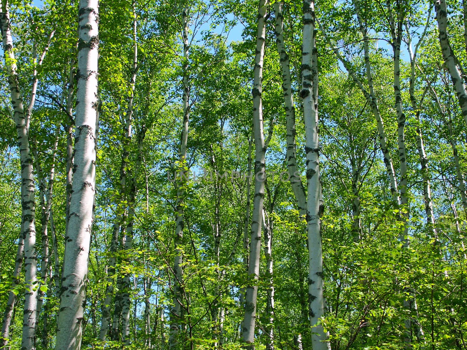 A dense stand of aspen trees at the Apostle Islands National Lakeshore in northern Wisconsin.